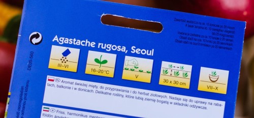 mięta koreńska.JPG