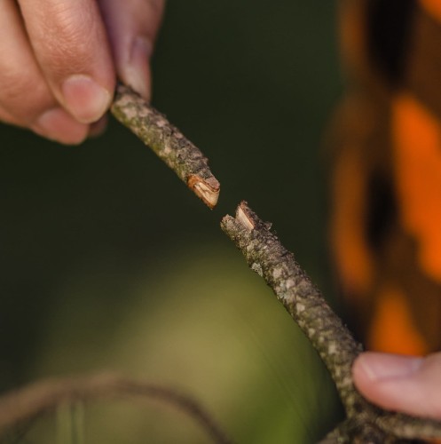 przykłady szczepienia.jpg