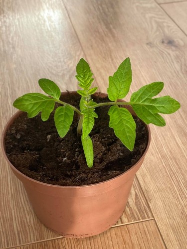 Pomidor wczesny Harzfeuer F1.jpg