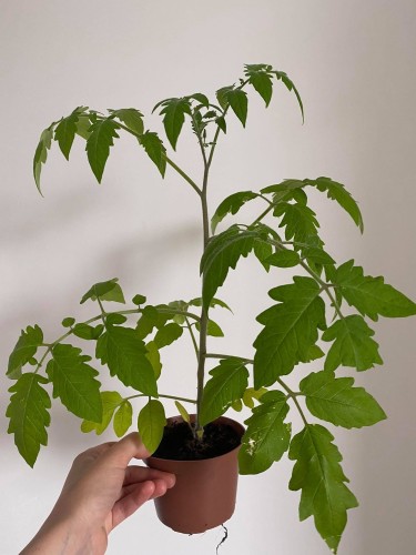 Pomidor wczesny Harzfeuer F1.JPG