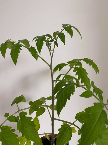 Pomidor wczesny Harzfeuer.JPG