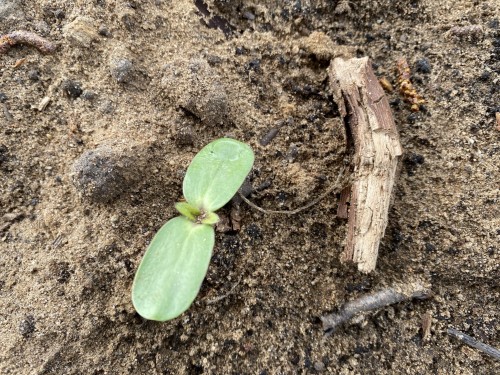 słonecznik olbrzymi.jpg