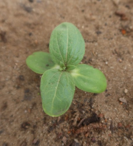 słonecznik olbrzymi.JPG