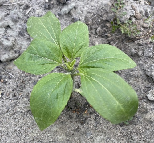 słonecznik olbrzymi nasiona.jpg