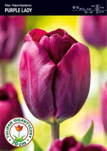 Tulipan Purple Lady - 15 szt.