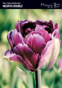 Tulipan "Negrita Double" 15 szt.