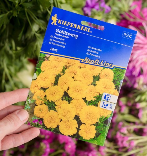 aksamitka nasiona.JPG