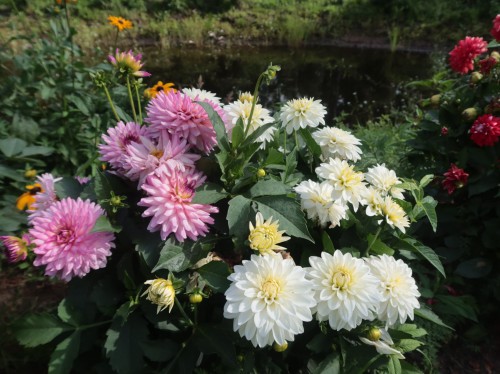 Dalia "Vassio Meggos" - 1 szt.