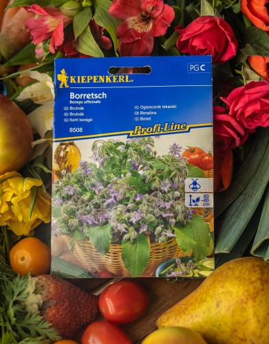 Ogórecznik lekarski jednoroczny