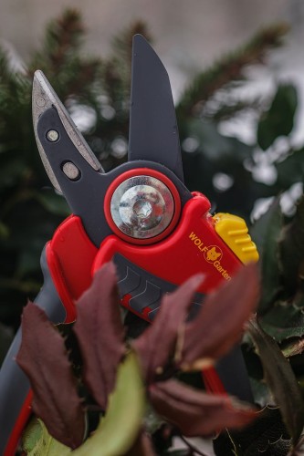 sekator kowadełkowy (2).jpg