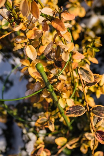 podpora do roślin domowych.jpg