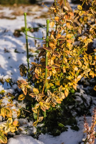 podpora do kwiatów.jpg