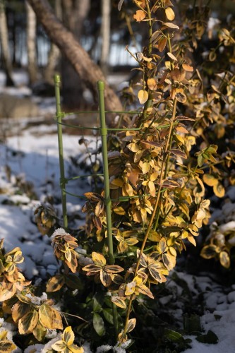 podpora ogrodnicza.jpg