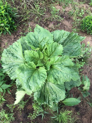 słonecznik nasiona zielone pogotowie.jpg