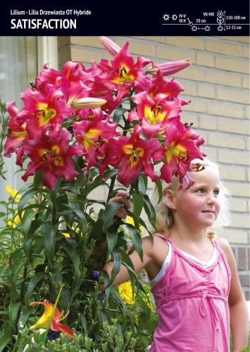 Lilia drzewiasta "Satisfaction" - 1 szt.