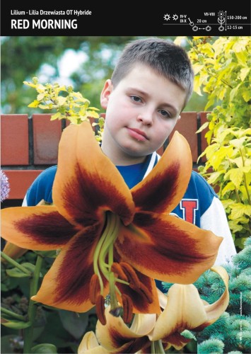 Lilia drzewiasta "Red Morning" - 1 szt.