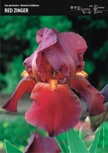 Irys germanica Red Zinger.jpg