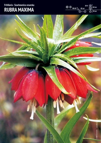 Fritillaria Rubra Maxima - Szachownica cesarska.jpg