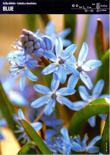 SCILLA BIFOLIA BLUE.jpg