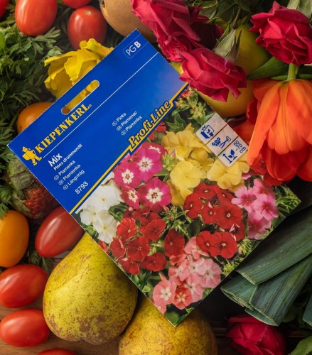 Floks mieszanka kwiatów