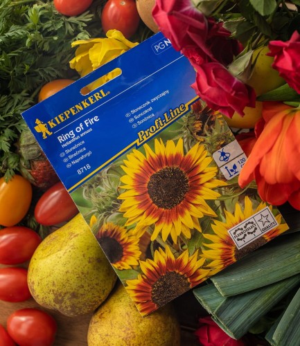 słonecznik zwyczajny nasiona.jpg