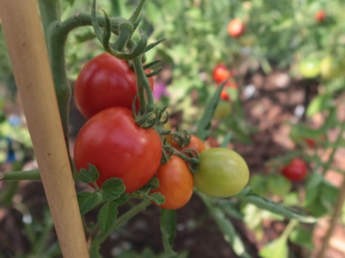 Harzfeuer F1 zilone pogotowie pomidor nasiona.JPG
