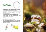 02 mrowka.jpg