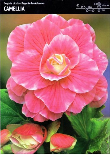 Begonia dwukolorowa "Camellia" 1 szt.