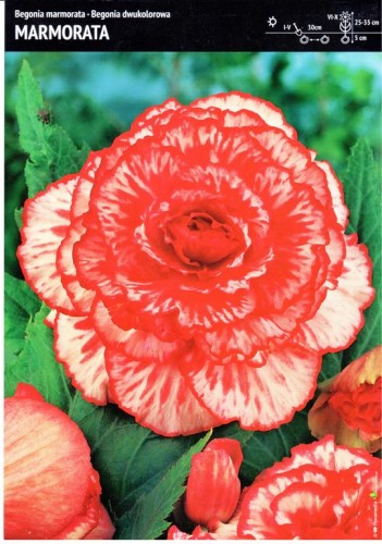 Begonia dwukolorowa "Marmorata" 1 szt.