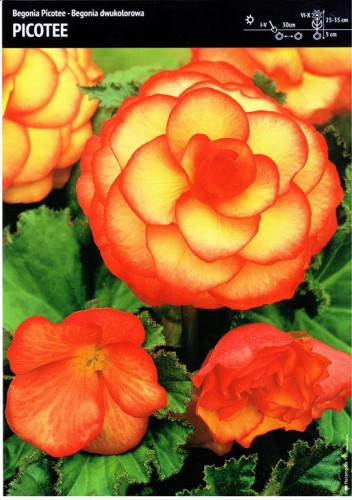 Begonia dwukolorowa "Picotee" 3 szt.