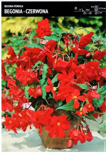 Begonia kaskadowa - czerwona 1 szt.