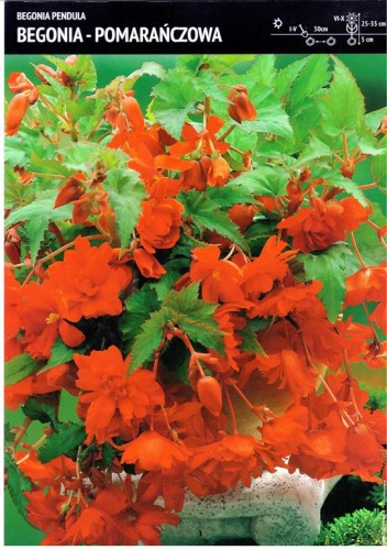 Begonia kaskadowa - pomarańczowa 1 szt.