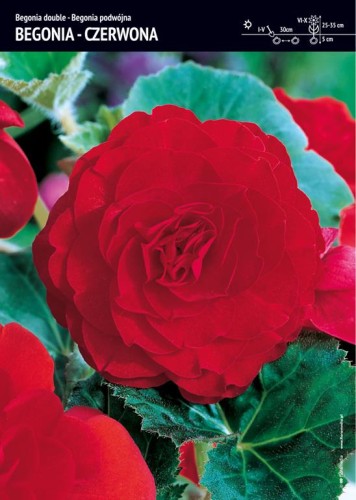 Begonia podwójna - czerwona 1 szt.