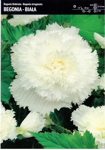 Begonia strzępiasta - biała 1 szt.