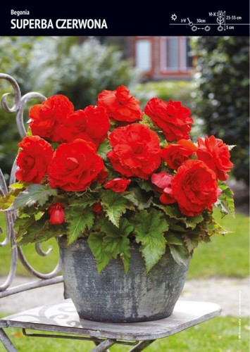 Begonia "Superba" - czerwona 1 szt.