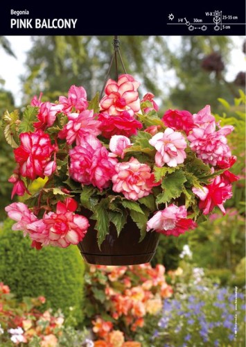 Begonia zwisająca pełna pachnąca "Pink Balcony" 1 szt.