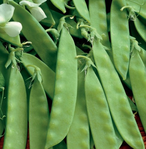 groszek-cukrowy-kiepenkerl