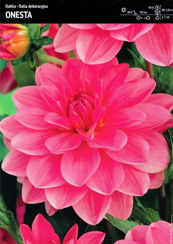 Dalia "Onesta" - 1 szt.