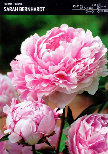 Piwonia "Sarah Bernhardt" - 1 szt.