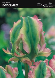 Tulipan papuzi "Exotic Parrot" 10 szt.