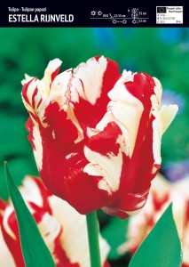 Tulipan papuzi "Estella Rijnveld" 10 szt.