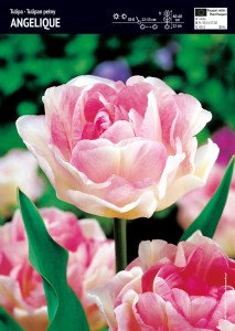 Tulipan pełny "Angelique" 10 szt.