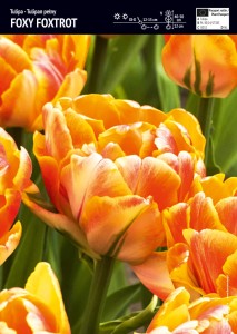 Tulipan pełny "Foxy Foxtrot" 10 szt.
