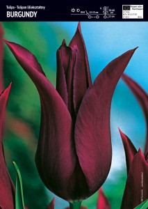 Tulipan liliokształtny "Burgundy" 10 szt.