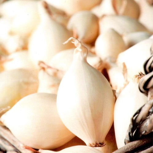 Cebula dymka biała "Snowball" 250 g