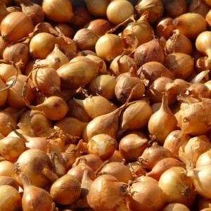 Cebula dymka żółta "Wolska" 500 g