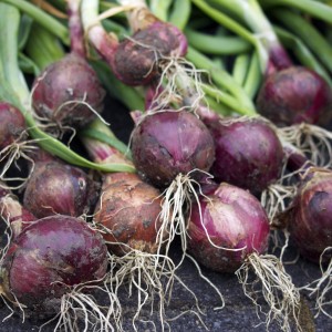 Cebula dymka czerwona "Red Baron" 250 g