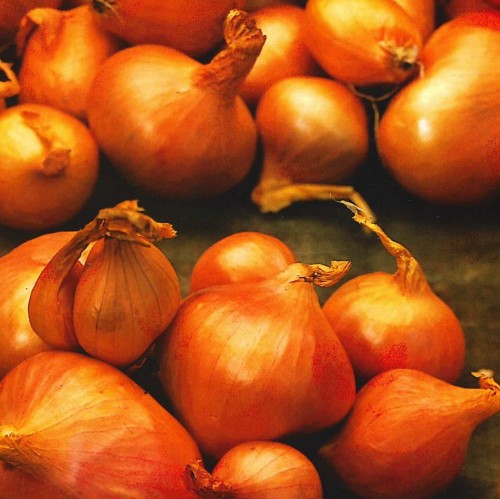 cebula