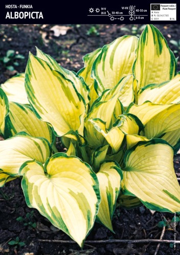 Funkia "Albopicta" - cebula 1 szt.