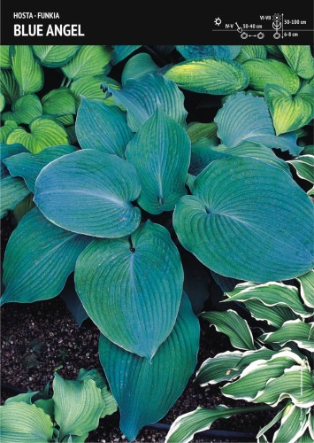 Funkia "Blue Angel" – cebula 1 szt.